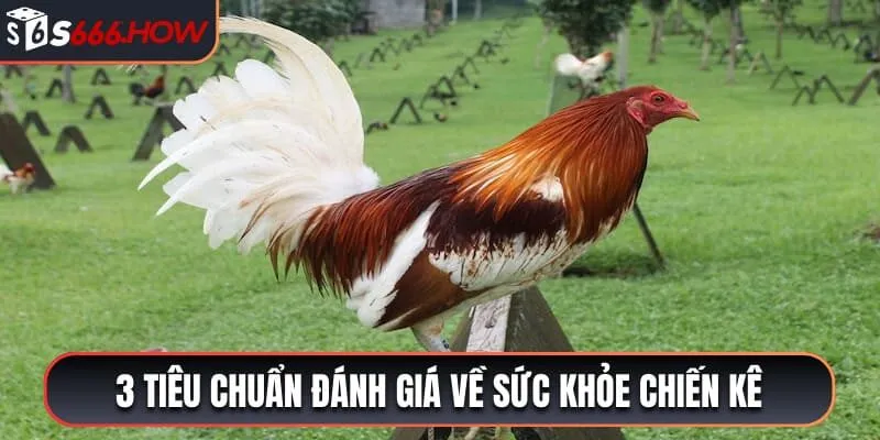 3 tiêu chuẩn đánh giá về sức khỏe chiến kê 