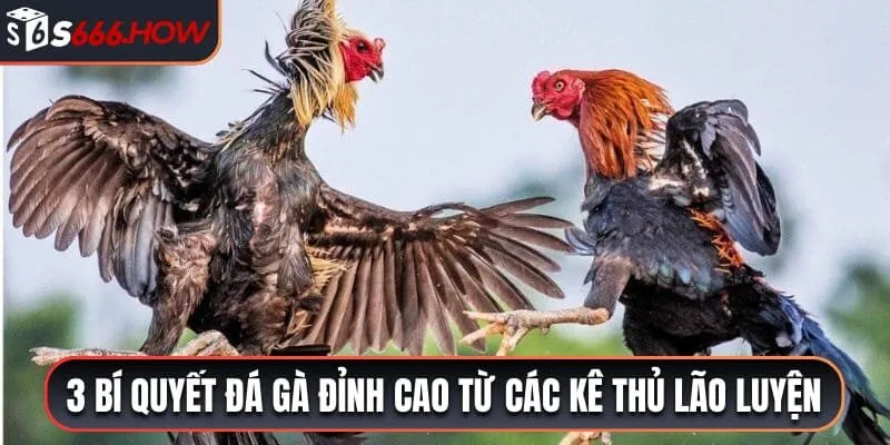 Bật mí 3 bí quyết chơi đá gà đỉnh cao từ các kê thủ lão luyện