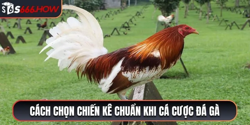 Cách chọn chiến kê chuẩn khi cá cược đá gà 