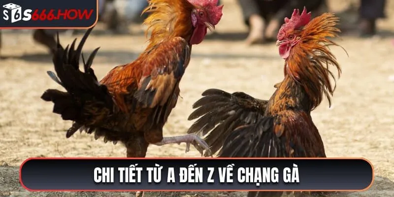 Chi tiết từ A đến Z về chạng gà 