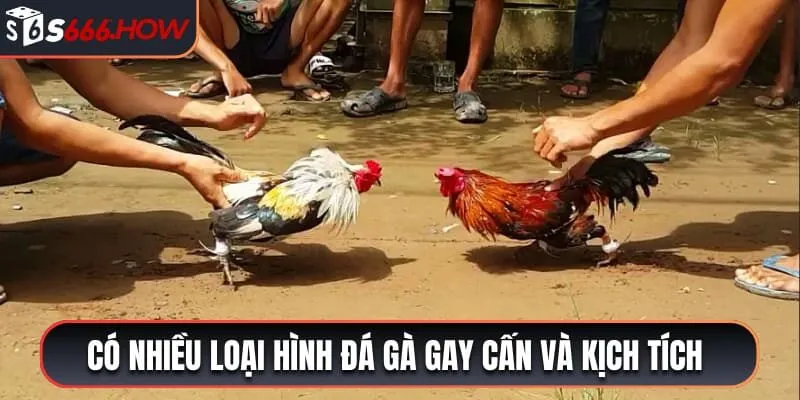 Có nhiều loại hình đá gà gay cấn và kịch tính 