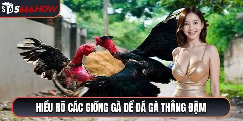 Hiểu rõ các giống gà để đá gà thắng đậm