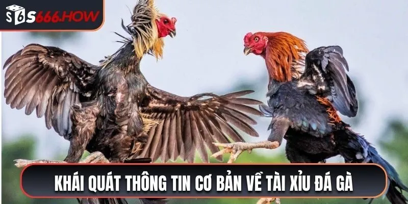 Khái quát thông tin cơ bản về tài xỉu đá gà