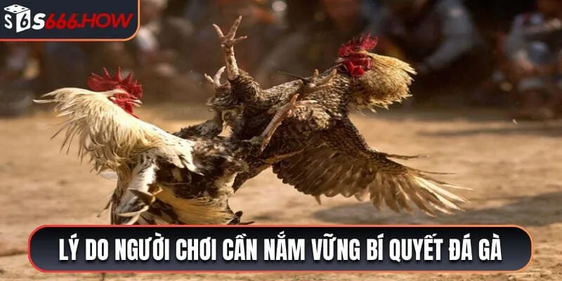 Lý do người chơi cần nắm vững bí quyết đá gà