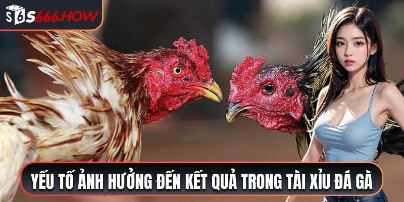 Một số yếu tố ảnh hưởng đến kết quả trong tài xỉu đá gà