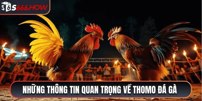 Những thông tin quan trọng về Thomo đá gà 